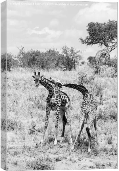 Sparring Masai Giraffe in black and white Canvas Print by Howard Kennedy
