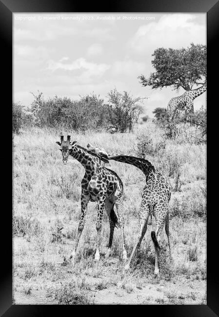 Sparring Masai Giraffe in black and white Framed Print by Howard Kennedy