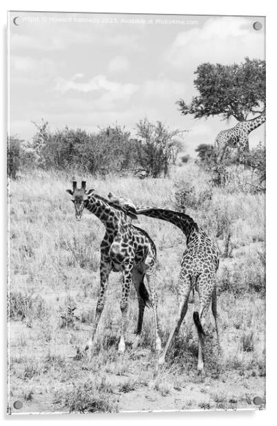 Sparring Masai Giraffe in black and white Acrylic by Howard Kennedy