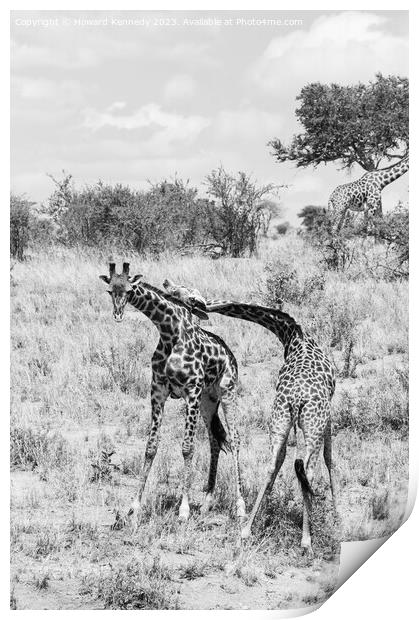 Sparring Masai Giraffe in black and white Print by Howard Kennedy