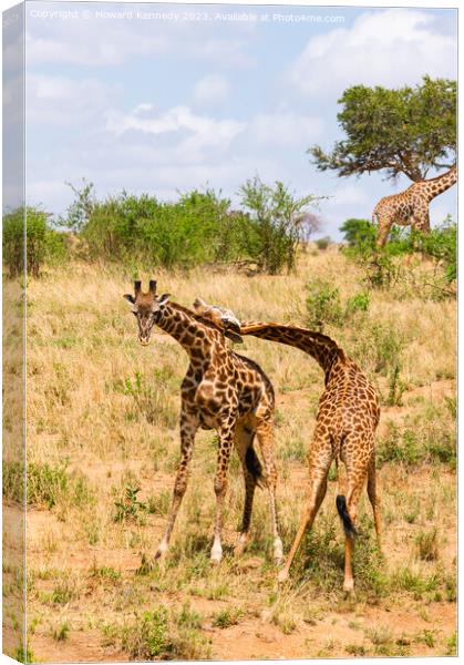 Sparring Masai Giraffe bulls Canvas Print by Howard Kennedy