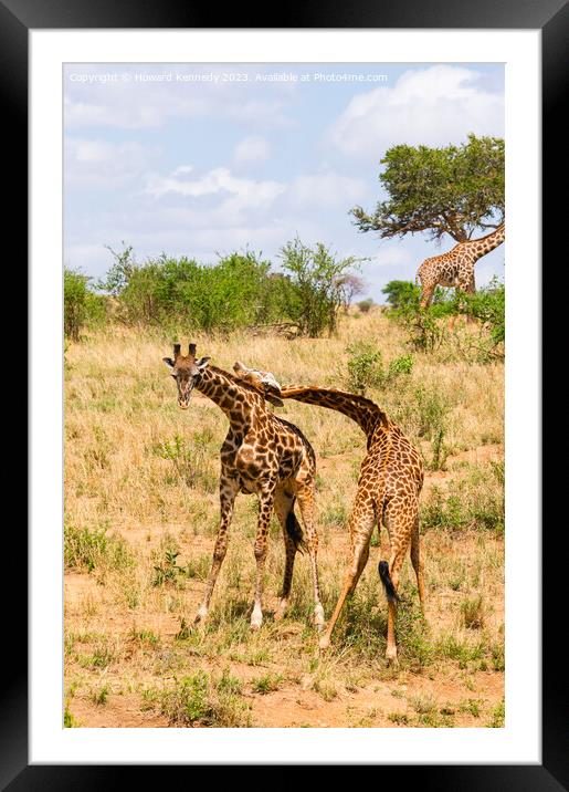Sparring Masai Giraffe bulls Framed Mounted Print by Howard Kennedy