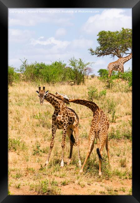 Sparring Masai Giraffe bulls Framed Print by Howard Kennedy