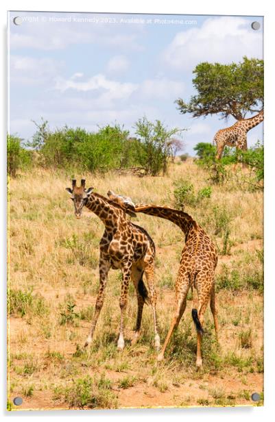 Sparring Masai Giraffe bulls Acrylic by Howard Kennedy