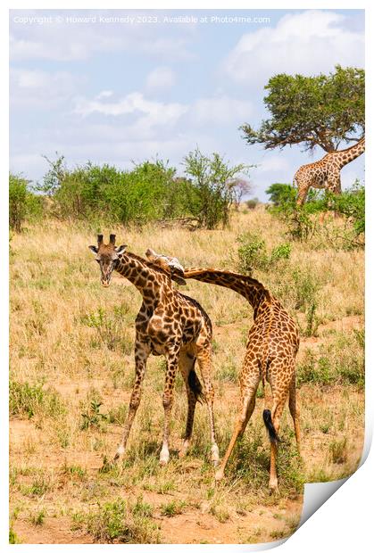 Sparring Masai Giraffe bulls Print by Howard Kennedy