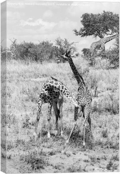 Sparring Masai Giraffe in black and white Canvas Print by Howard Kennedy
