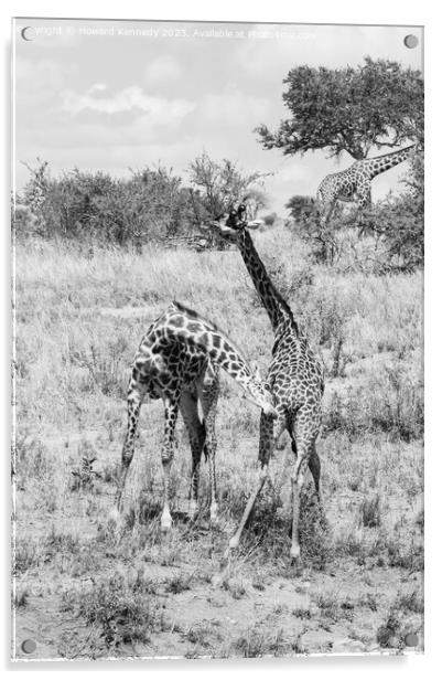 Sparring Masai Giraffe in black and white Acrylic by Howard Kennedy