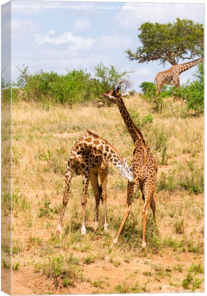 Sparring Masai Giraffe Canvas Print by Howard Kennedy