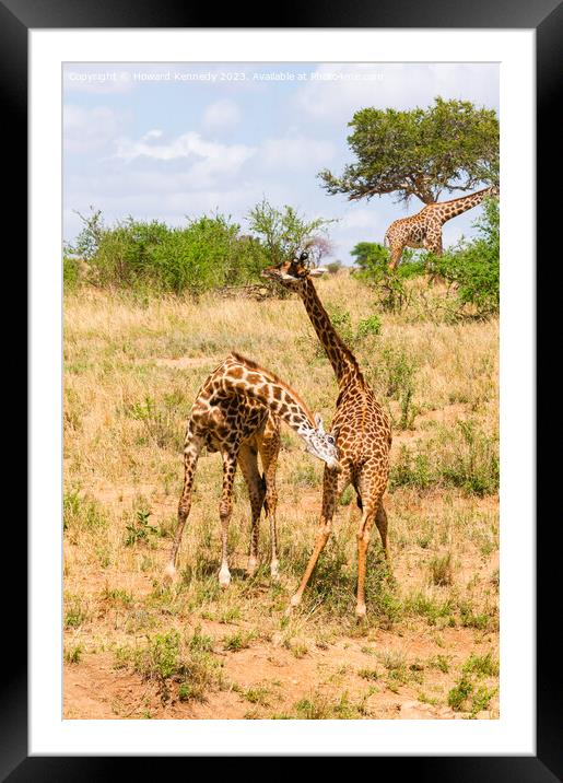 Sparring Masai Giraffe Framed Mounted Print by Howard Kennedy