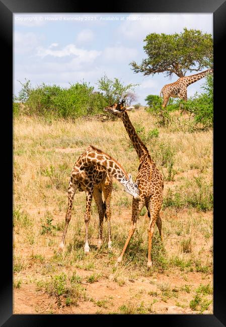 Sparring Masai Giraffe Framed Print by Howard Kennedy