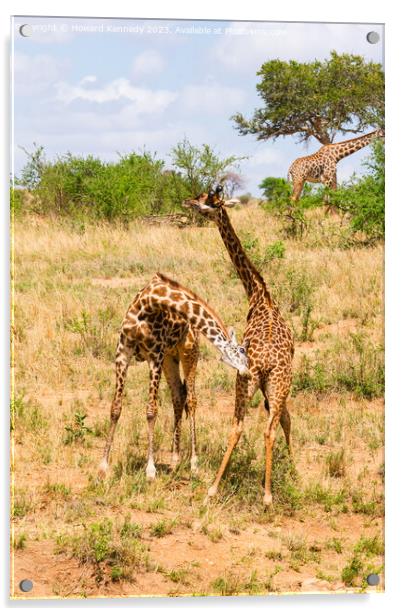 Sparring Masai Giraffe Acrylic by Howard Kennedy