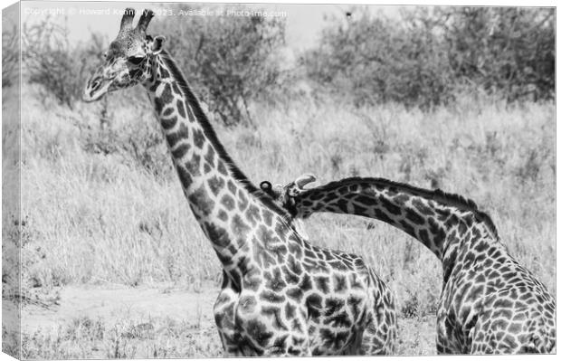 Sparring Masai Giraffe bulls in black and white Canvas Print by Howard Kennedy