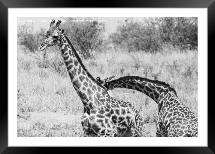 Sparring Masai Giraffe bulls in black and white Framed Mounted Print by Howard Kennedy