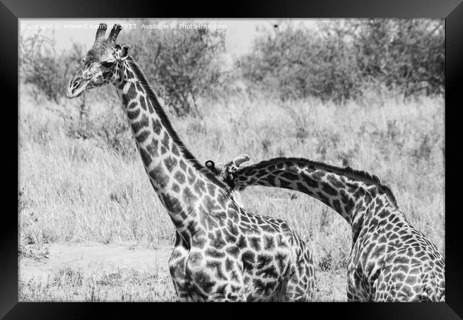 Sparring Masai Giraffe bulls in black and white Framed Print by Howard Kennedy