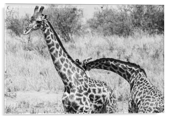 Sparring Masai Giraffe bulls in black and white Acrylic by Howard Kennedy