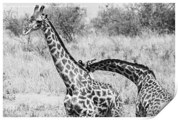 Sparring Masai Giraffe bulls in black and white Print by Howard Kennedy