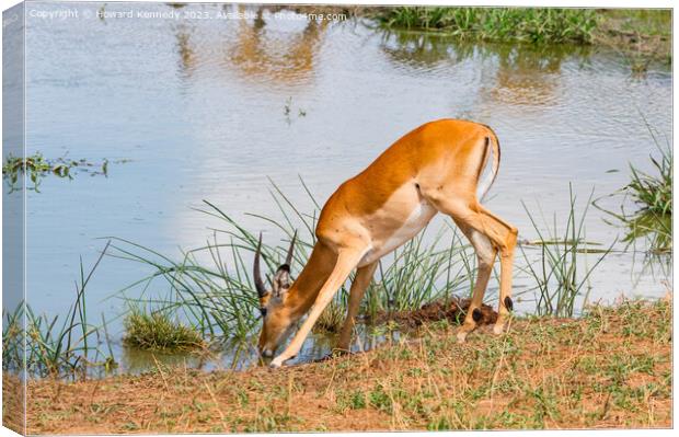 Young Impala bull drinking at a waterhole Canvas Print by Howard Kennedy