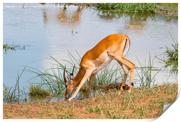 Young Impala bull drinking at a waterhole Print by Howard Kennedy