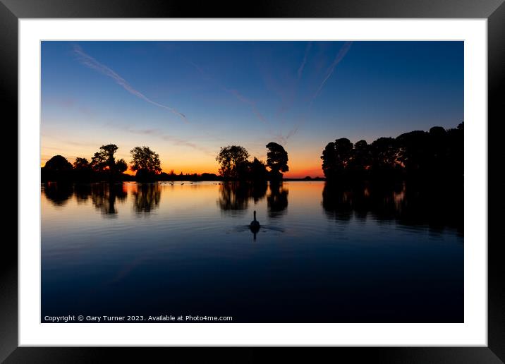 Swan at Sunrise, Harold Park Framed Mounted Print by Gary Turner