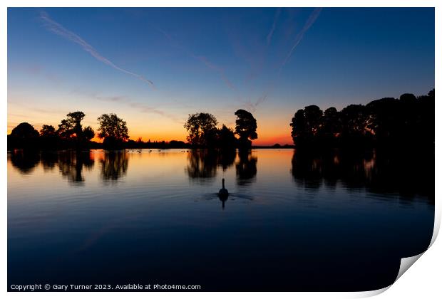 Swan at Sunrise, Harold Park Print by Gary Turner