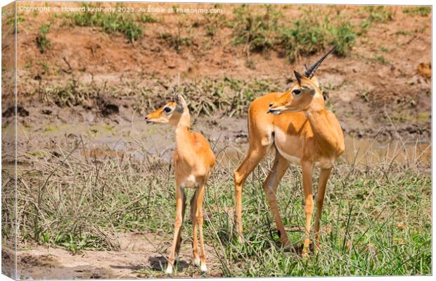 Adolescent Impala ram with a younger herd mate Canvas Print by Howard Kennedy