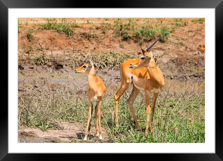 Adolescent Impala ram with a younger herd mate Framed Mounted Print by Howard Kennedy