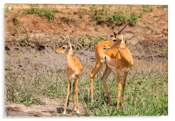 Adolescent Impala ram with a younger herd mate Acrylic by Howard Kennedy