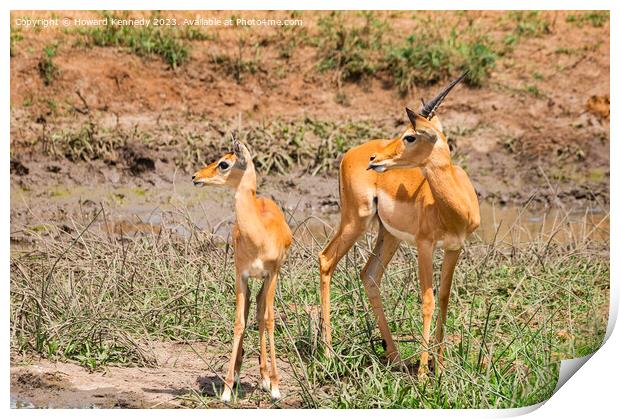 Adolescent Impala ram with a younger herd mate Print by Howard Kennedy
