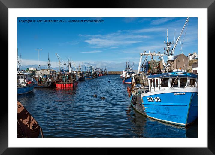 Seals at Burghead Harbour Framed Mounted Print by Tom McPherson