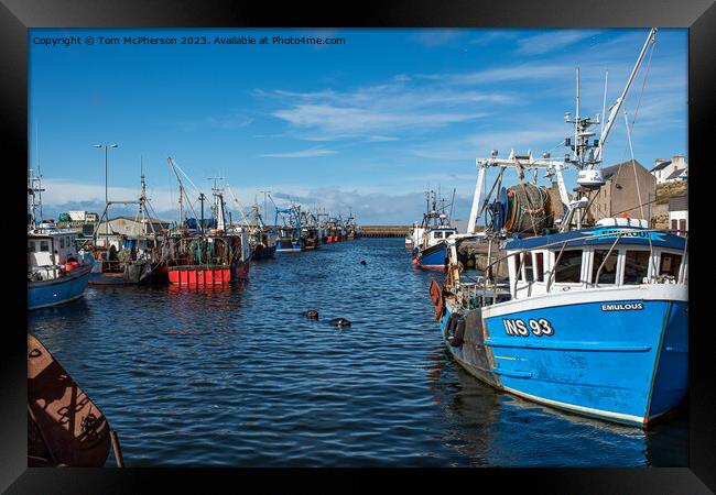 Seals at Burghead Harbour Framed Print by Tom McPherson
