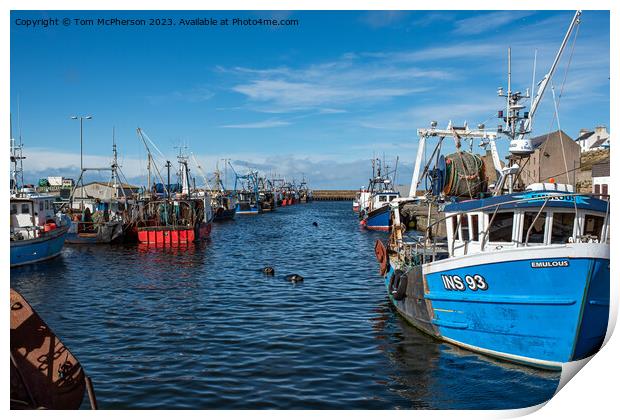 Seals at Burghead Harbour Print by Tom McPherson