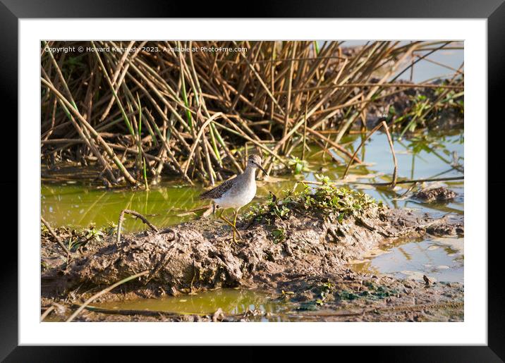 Wood Sandpiper Framed Mounted Print by Howard Kennedy