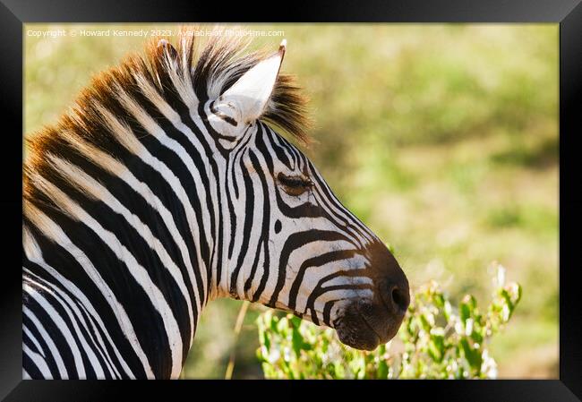 Zebra head close-up Framed Print by Howard Kennedy