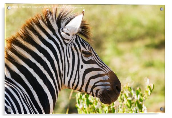 Zebra head close-up Acrylic by Howard Kennedy