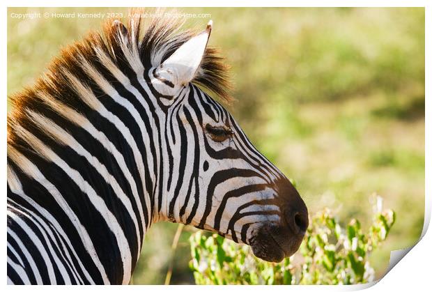 Zebra head close-up Print by Howard Kennedy