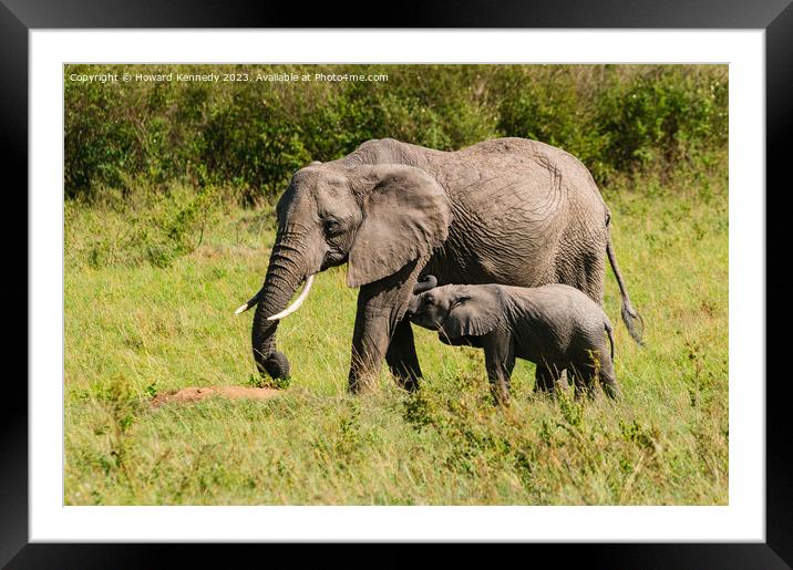 Elephant mother nursing her suckling infant Framed Mounted Print by Howard Kennedy