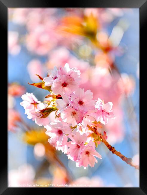 Pink Cherry blossom Framed Print by Simon Johnson
