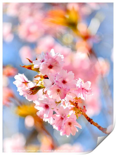 Pink Cherry blossom Print by Simon Johnson