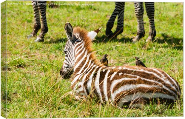 Burchell's Zebra foal with Yellow-Billed Oxpeckers Canvas Print by Howard Kennedy