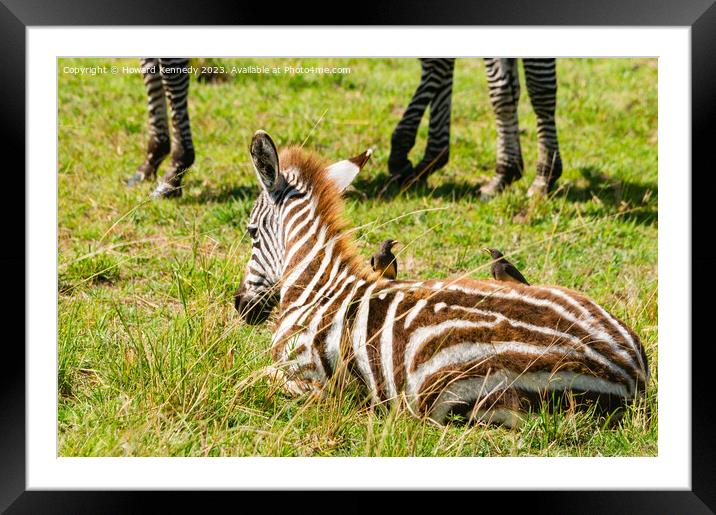 Burchell's Zebra foal with Yellow-Billed Oxpeckers Framed Mounted Print by Howard Kennedy