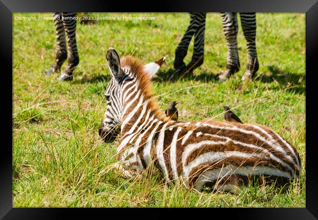 Burchell's Zebra foal with Yellow-Billed Oxpeckers Framed Print by Howard Kennedy