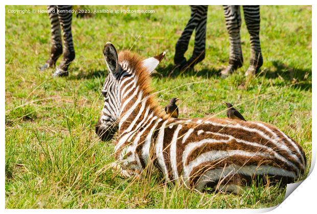 Burchell's Zebra foal with Yellow-Billed Oxpeckers Print by Howard Kennedy