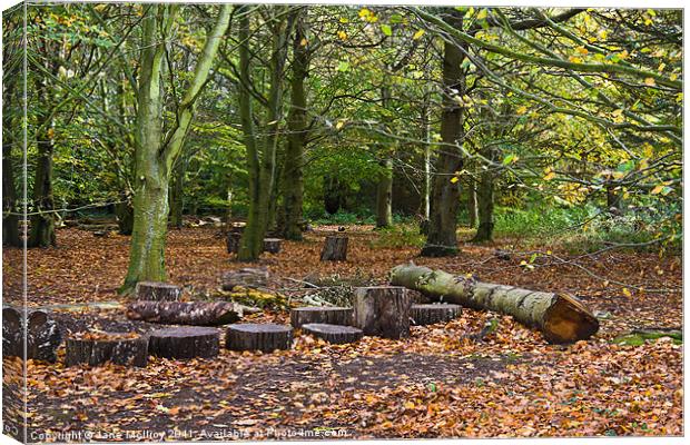 Beech Wood in Autumn Colours Canvas Print by Jane McIlroy