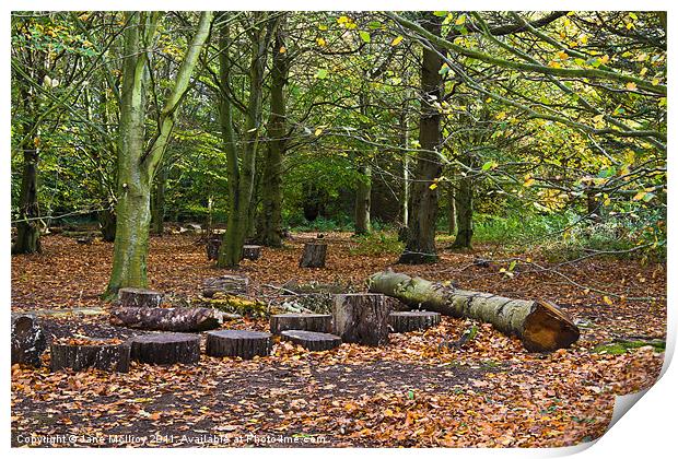 Beech Wood in Autumn Colours Print by Jane McIlroy