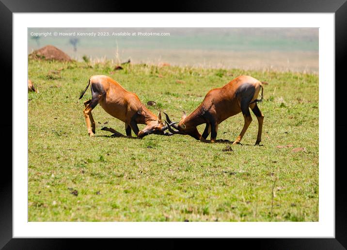 Topi Bulls fighting in the Masai Mara Framed Mounted Print by Howard Kennedy