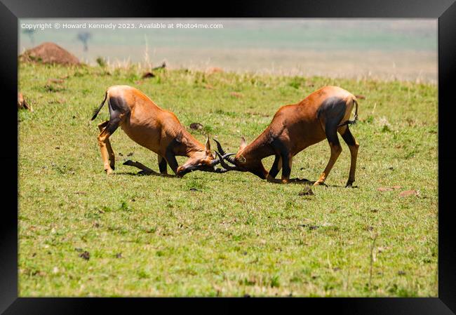 Topi Bulls fighting in the Masai Mara Framed Print by Howard Kennedy