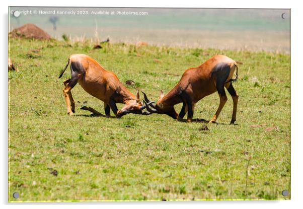 Topi Bulls fighting in the Masai Mara Acrylic by Howard Kennedy