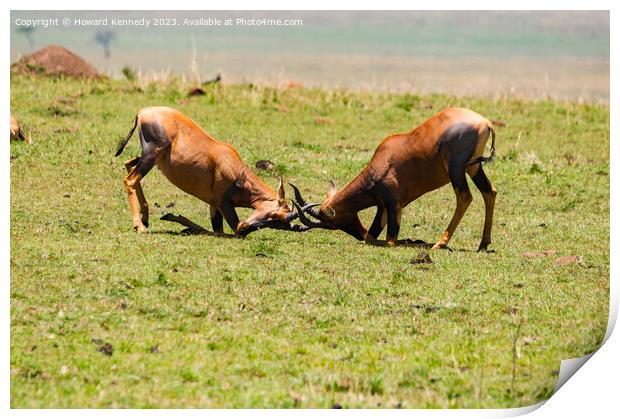 Topi Bulls fighting in the Masai Mara Print by Howard Kennedy