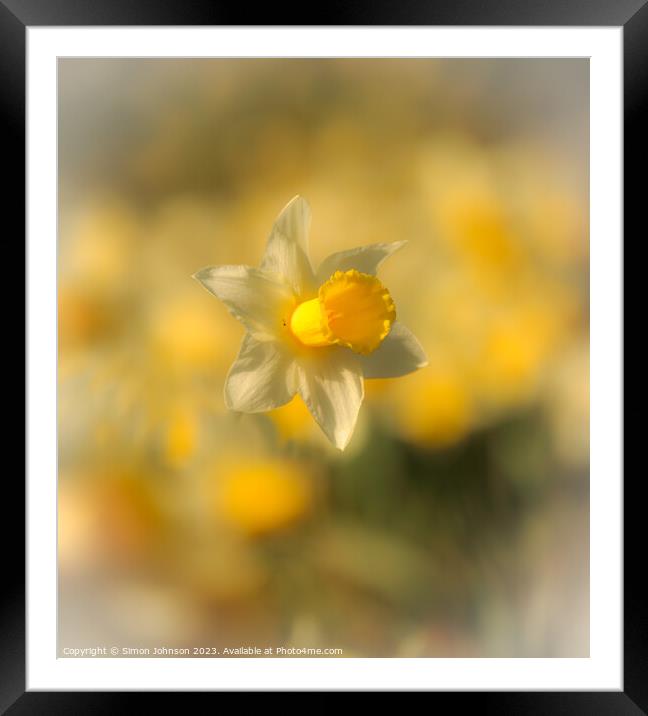 A close up of a daffodil  Framed Mounted Print by Simon Johnson