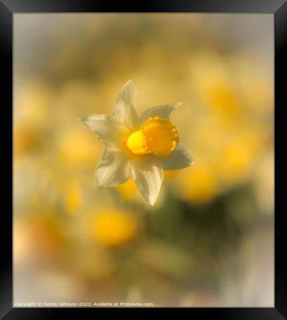 A close up of a daffodil  Framed Print by Simon Johnson